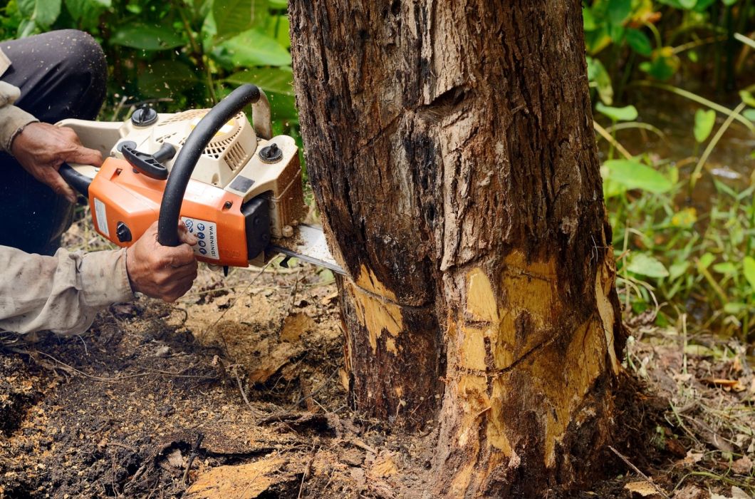 Vergunning bomen kappen